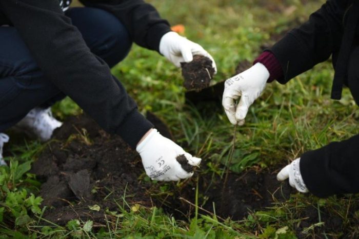 OMV Petrom contributes 1.5 million euros, for the second year, to the afforestation campaign "Romania plants for tomorrow"