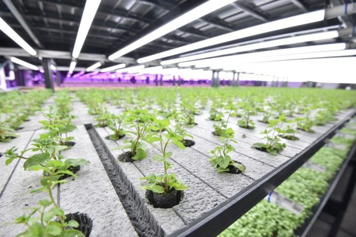 Kaufland and Ultragreens inaugurate the first vertical greenhouse in Romania following 350,000 Euro investment
