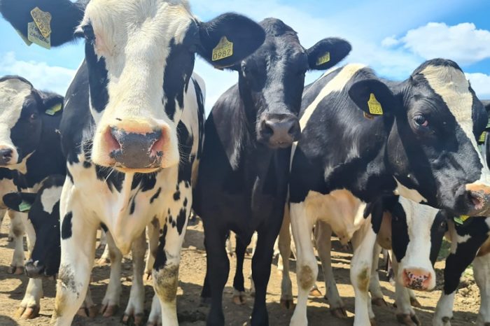 Romanian livestock farm DN AGRAR tripled its net turnover in 2022