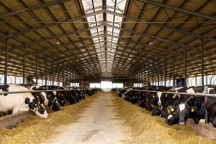 DN AGRAR reports net profit of 32 million RON, up 40 percent in 2024